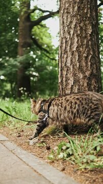 Brown tabby cat is walking with a leash in the forest. park, garden, domestic cat during the outdoor walk.