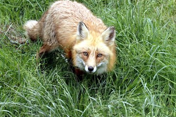 renard