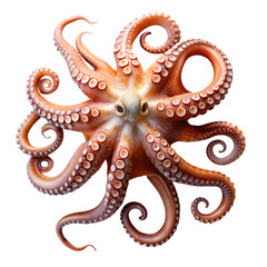 Obraz premium Octopus: Detailed Close-up of Cephalopod Tentacles