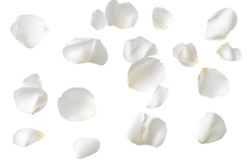 Collection of soft white flower petals isolated on a transparent background, creating a delicate and serene aesthetic for use in various creative projects and designs
