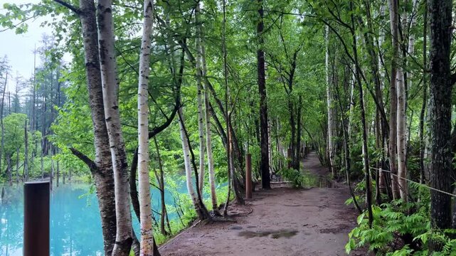 Tranquil forest path by Biei Blue Pond with lush trees and calm atmosphere