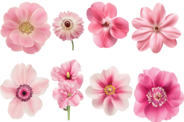 Various pink flowers in multiple shapes and sizes showcasing natural beauty and diversity in a vibrant floral collection