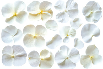 Fototapeta premium Collection of delicate white flower petals isolated against a bright background showcasing their intricate shapes and textures