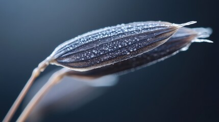 Close up view of two frost covered seed pods