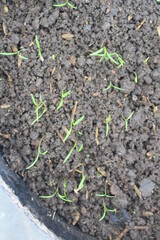 Sowing carrot seeds in pots