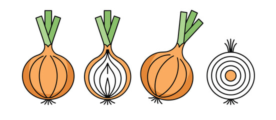 Illustration of Onions Whole Halved and Cross Section