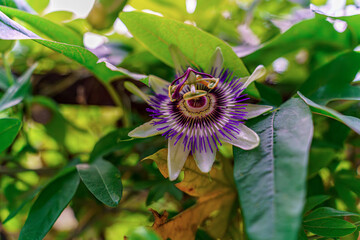 Close-up of a Passiflora flower (purple passionflower) with vivid purple filaments and green leaves in natural outdoor light.