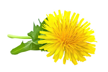 Bright yellow dandelion flower isolated on a clean white background showcasing vibrant petals and green leaves with natural beauty