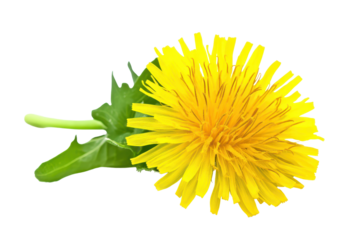 Bright yellow dandelion flower isolated on a clean white background showcasing vibrant petals and green leaves with natural beauty