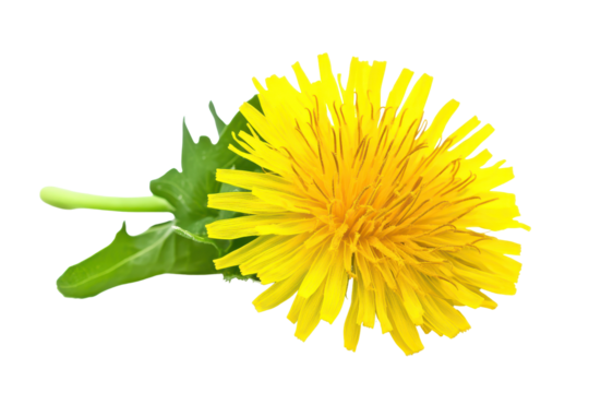 Bright yellow dandelion flower isolated on a clean white background showcasing vibrant petals and green leaves with natural beauty