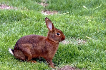lapin