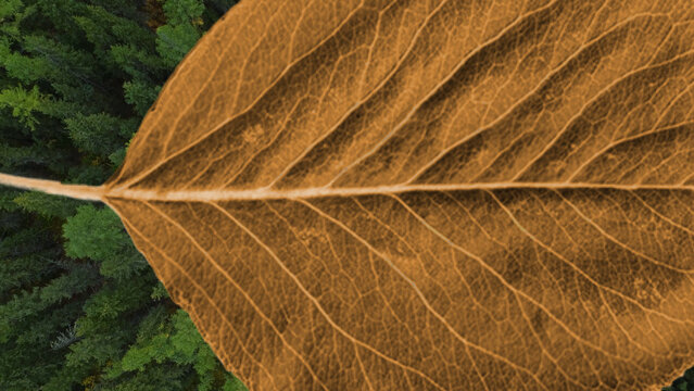 Leaves 2 Styles Horizontal Transitions 2 MOGRT 433