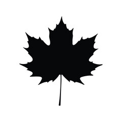 maple leaf isolated on white