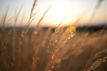 Obraz premium The warm whisper of the sunset meadow