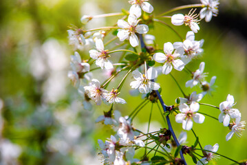 Cherry blossom branch in the garden in spring

