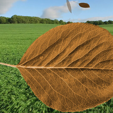 Leaves 2 Styles Square Transitions 2 MOGRT 435