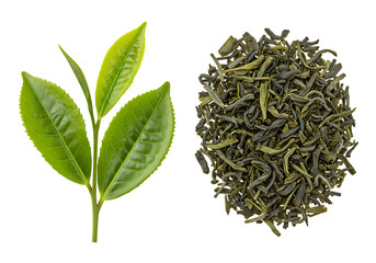 Vibrant Green Tea Leaves: From Plant to Cup on white background