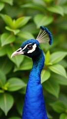 peacock in the garden