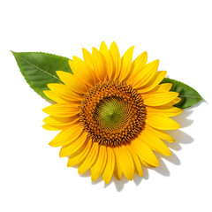 Obraz premium Single Sunflower Bloom with Green Leaf on White yellow sunflower