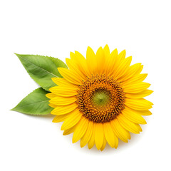 Obraz premium Single Sunflower Blossom with Green Leaves White Background