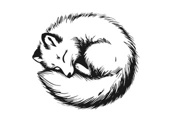 Arctic Fox hand drawn vector illustration