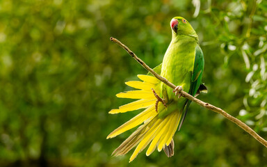 Halsbandsittich (Psittacula krameri), Kleiner Alexandersittich