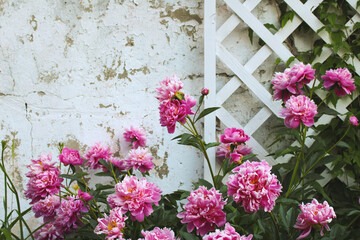 Pink peonies growing in front of white wall and trellis