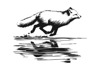 Arctic Fox hand drawn vector illustration