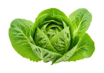 Crisp Romaine Lettuce: Vibrant Green Vegetable Photography on white background