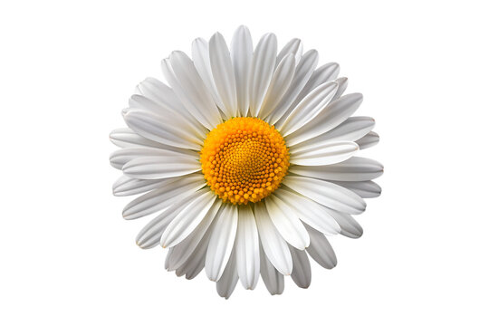 daisy flower isolated on white background png