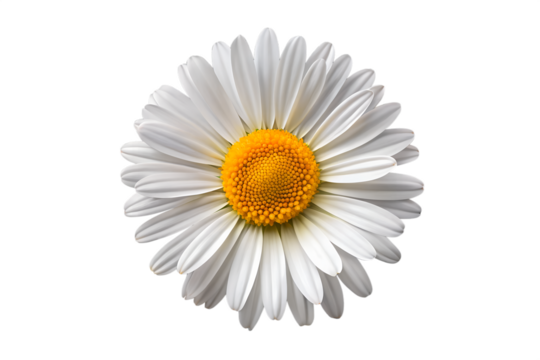 daisy flower isolated on white background png