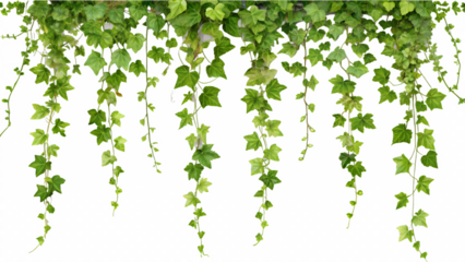 green leaves on white background