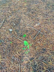 初夏のヒマラヤスギの落葉のある地面から生える若草