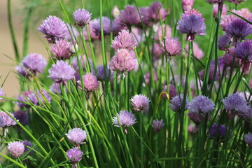 Allium schoenoprasum. Purple flower Wild Chives, Flowering Onion, Garlic Chives.