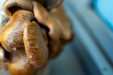 Close-Up of Brown Oyster Mushrooms