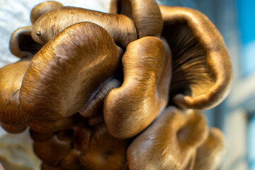 Close-up of Brown Mushrooms Cluster