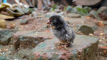 Fototapeta premium black fur baby chick on a brick.