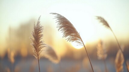 Close Up Golden Grass On The Meadow with Sunset Background In Summer