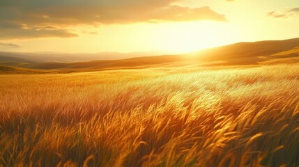 Golden Wheat Field Under Dramatic Sunset Sky Agriculture Landscape