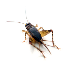 Close-up of beetle on white background