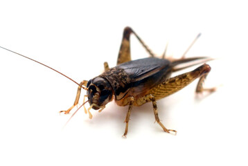 Black field cricket 