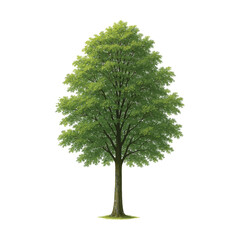 Fototapeta premium Green tree isolated on white background