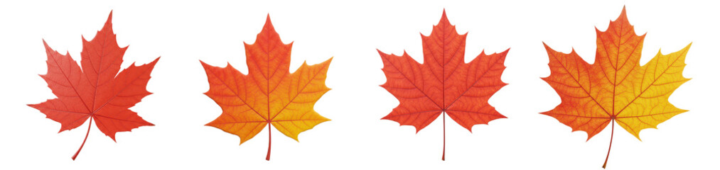 Obraz premium Autumn orange maple leaves collection, isolated background
