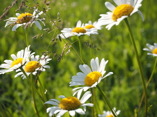 Cluster of vivid wild daisies with yellow centers and soft white petals swaying in the wind on a...
