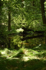Swamp