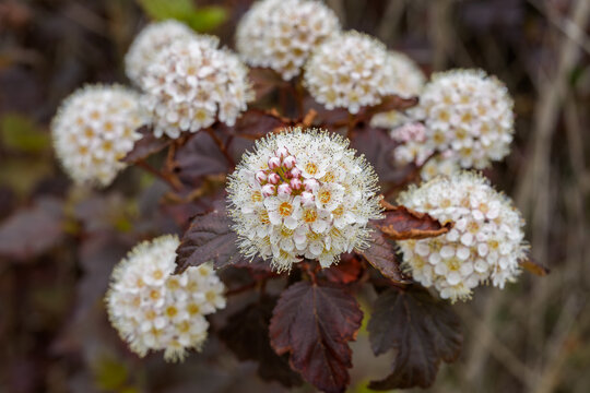 Close-up of white Diabolo ninebark (Physocarpus opulifolius 'Diabolo') flowers blooming in spring