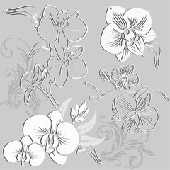 white, gray orchid on a gray background with an abstract pattern2