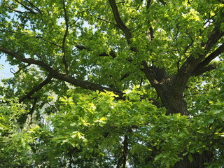 Looking up into the crown of an old oak tree with dense branches and fresh bright green spring leaves