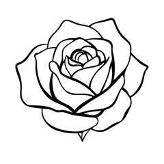  A picture of rose