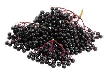 Elderberries: Close-Up of Ripe Berries and Stems on white background